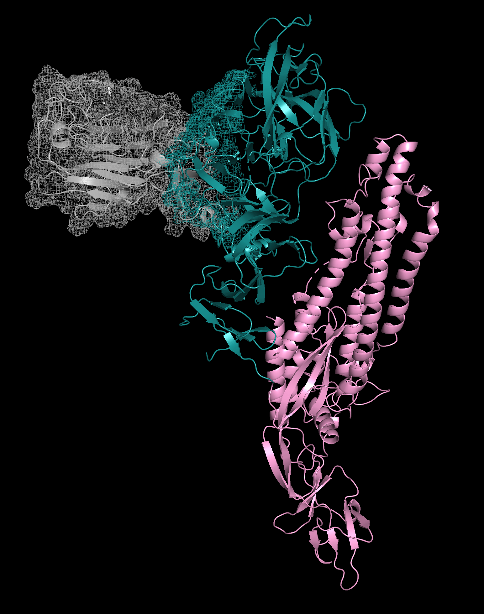 Cryo-EM reconstruction of FCoV-23 spike protein in long form, showing S1 and S2 domains color-coded